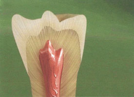 Teeth Trauma: It's a Sensitive Issue