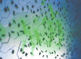 Teeth Trauma: It's a Sensitive Issue